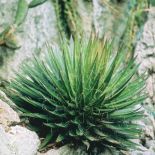 Agawa - dlaczego warto ją uprawiać