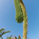 jak uprawiać agawę