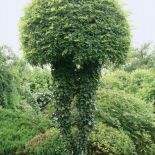 Ta ogrodowa rzeźba to robinia akacjowa o dwóch pniach, po których pnie się winobluszcz.