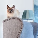 Tajska kotka z niebieskimi oczami. Idealne mieszkanie w kamienicy