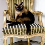 Tajski królewicz, czyli Franek, czteroletni kocur o ogromnych chabrowych oczach.