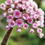 Tarczownica tarczowata. Żonkile, pierwiosnki i czosnek