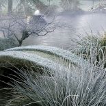 Zima w japońskim ogrodzie