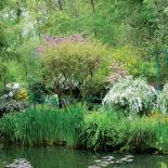 Tło dla stawu tworzy gąszcz kolorowo kwitnących krzewów.