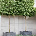 Ogród w centrum miasta