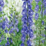 Tojad Aconitum