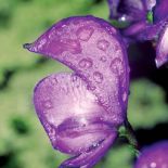 Tojad z kwiatami jak kaptury mnicha łatwo może zauroczyć. Ale uwaga, bywa niebezpieczny!