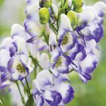 Tojad z kwiatami jak kaptury mnicha łatwo może zauroczyć. Ale uwaga, bywa niebezpieczny!