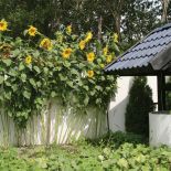 Trudno o bardziej sielski widok niż złote słoneczniki przy starej studni.