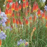 Trytoma uprawia pielęgnacja w ogrodzie