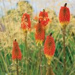 Trytoma kwiat jak płonąca pochodnia