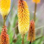 jak wygląda trytoma