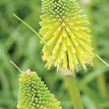 jak uprawiać trytomę w ogrodzie