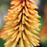 kniphofia trytoma