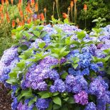 Trytoma uprawa w ogrodzie