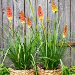 trytoma płonąca pochodnia