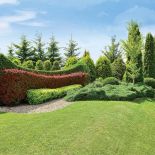 Trzykolorowy żywopłot. Najwyżej - tuja kolumnowa, niżej berberys purpurowy i aurea.