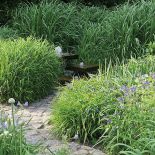 Trzykrotka - odmiany i uprawa