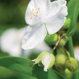 Trzykrotka - odmiany i uprawa