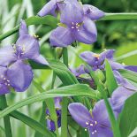 Trzykrotka - odmiany i uprawa