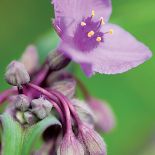 Trzykrotka - odmiany i uprawa