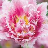 Tulipany w ogrodzie – jak je uprawiać i co z nimi sadzić