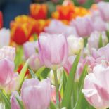 Tulipany pojedyncze wczesne – ‘Christmas Dream’