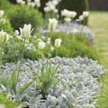 Tulipany w ogrodzie – jak je uprawiać i co z nimi sadzić