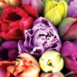 Tulipany w każdym kolorze zachwycają.