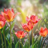 wiosenne kwiaty tulipany