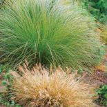 Turzyca Carex secta. Jesień kolorowych traw