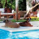 Ulubieńcy właścicieli uwielbiają przesiadywać w ogrodzie.