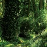 Uprawa ogrodu w lesie nie jest łatwe, ale takie zakątki w pełni ten trud wynagradzają.