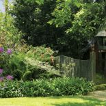 W cieniu świerków rosną paprocie i pięknie kwitnące rododendrony.