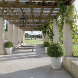 W donichach kule wiecznie zielonych bukszpanów.