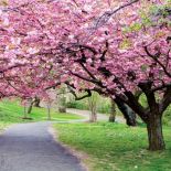 W Japonii mieszkańcy miast tłumnie wylegają do parków, by piknikować i sycić się widokiem sakury