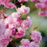 kwitnąca wiśnia japońska