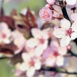 Wiśnia japońska kwiaty