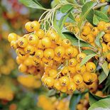 W konkursie na najpiękniejszy żywopłot, ognik szkarłatny w cuglach wygrywa z ligustrem, tują i grabem. Jak go uprawiać?