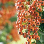 W konkursie na najpiękniejszy żywopłot, ognik szkarłatny w cuglach wygrywa z ligustrem, tują i grabem. Jak go uprawiać?