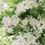 W konkursie na najpiękniejszy żywopłot, ognik szkarłatny w cuglach wygrywa z ligustrem, tują i grabem. Jak go uprawiać?