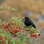 W konkursie na najpiękniejszy żywopłot, ognik szkarłatny w cuglach wygrywa z ligustrem, tują i grabem. Jak go uprawiać?