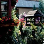 W ogrodzie jest karmnik - stołują się w nim wiewiórka, kosy, sikorki i dzięcioł. Przez całą zimę mogą znaleźć