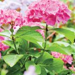 W ogrodzie jest mnóstwo odmian różnych kwiatów, m.in. hortensji.