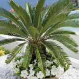 W ogrodzie rosną palmy. Willa w stylu marynistycznym