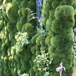 W pionowych ogrodach świetnie wyglądają mchy, rumianki i paprocie.