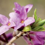 Wawrzynek wilczełyko zaczyna kwitnąć już na przedwiośniu.