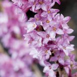 Wawrzynek wilczełyko wiosenne kwiaty w ogrodzie