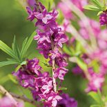 Wawrzynek wilczełyko to krzew obsypany różowymi kwiatami, które bardzo intensywnie pachną. Jak go uprawiać?