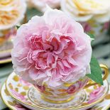 Wazon na krótkie kwiaty. Drugie życie filiżanki